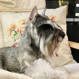 Marina - Miniature Schnauzer