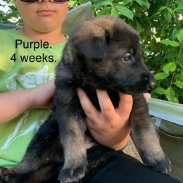 S litter - Sable female German Shepherd puppy in Effingham County, Illinois from Delaney Working Dogs