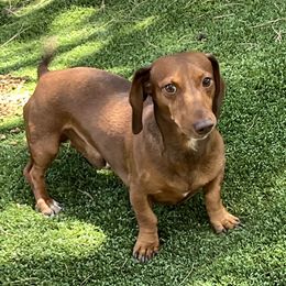 Huckson - Dachshund