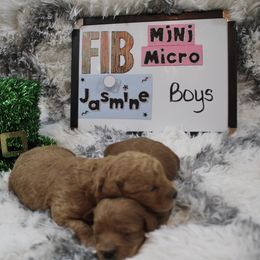 Goldendoodle and Poodle Puppies from Partridge Doodles and Poodles