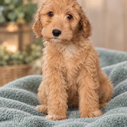 PENDING - Hermes - Apricot male Goldendoodle puppy in Milton, Florida from Sutton Place Doodles