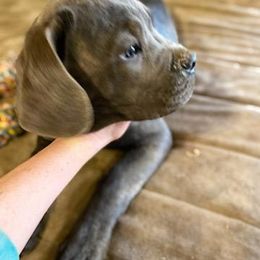 Cane Corso Puppies from Castlescorsos
