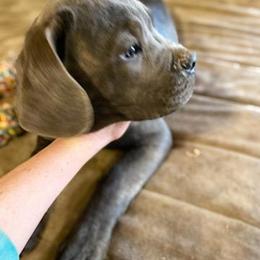 Cane Corso Puppies from Castlescorsos