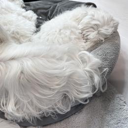 AKC Maltese Boy 1 - White male Maltese puppy in San Mateo, California from AKC Maltese California