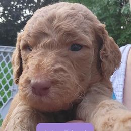 Goldendoodles from Tami Behm's Goldendoodles