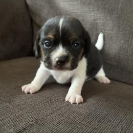 Pocket Beagle Lil Scamper - Black tan and white male Beagle puppy in Gentry, Arkansas from HC Puppy Ranch