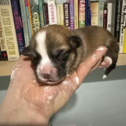 Lime - Red female Pembroke Welsh Corgi puppy in New York, New York from Ad Astra NYC