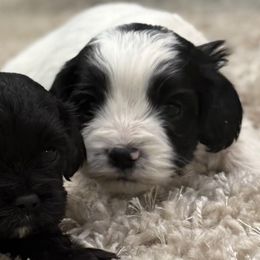 XMAS DELIVERY 4 SNOOPY - Black and white male Cavapoo puppy in Draper, Utah from Cavachon Love Chocolate Cavaliers, Cavaliers, Cavachon’s, Cavapoos