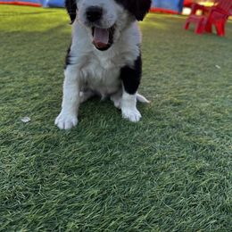 Aussiedoodle Puppies from Penny’s Pals