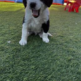 Aussiedoodle Puppies from Penny’s Pals
