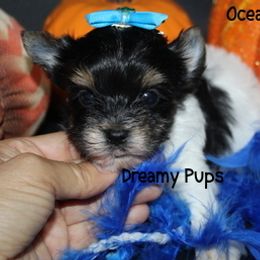 AKC Ocean - Black tan and white male Biewer Terrier puppy in Kennesaw, Georgia from Dreamy Pups