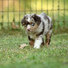 Jazz - Red merle male Miniature Australian Shepherd puppy in Fort Smith, Arkansas from Rye Hill Aussies