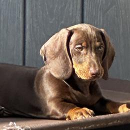 Dachshund Puppies from Empire's Dachshunds