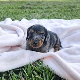 Dachshund puppies from Airam's Dachshunds