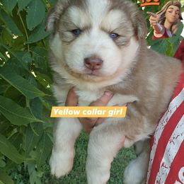 Yellow collar girl - Red and white female Siberian Husky puppy in Terre Haute, Indiana from April's Huskies