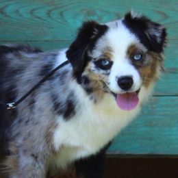 Miniature Australian Shepherds from Walkin T Mini and Toy Aussies