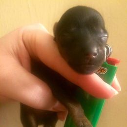 Yorkshire Terrier Puppies from Liz’s Yorkshire Terriers
