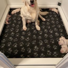 Golden Retriever Puppies from Suncoast Goldens