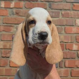 Mordecai - Lemon and white male Basset Hound puppy in Bellaire, Ohio from Blessed Bassets