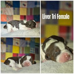 Liver Tri Female - Liver white and tan female English Springer Spaniel puppy in Jesup, Georgia from 31 Pines Kennels