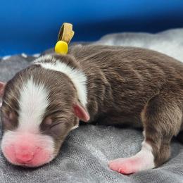 Yellow Collar RTF - Red tri-color female Miniature American Shepherd puppy in Lexington, Kentucky from Deuce's Den