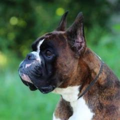 Van - Boxer