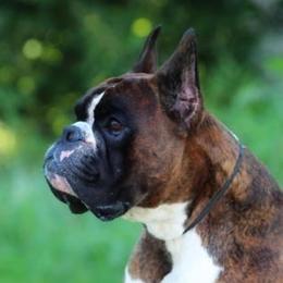Van - Boxer