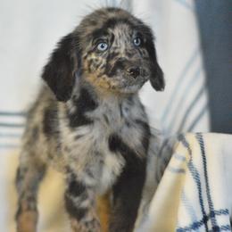 Fresh - Blue merle female Aussiedoodle puppy in Delta, Colorado from PTK Ranch