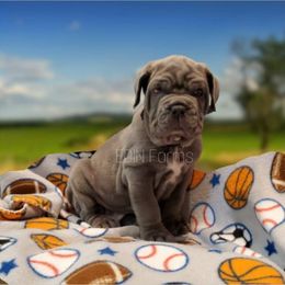 Neapolitan Mastiff Puppies from EDIN Farms Neos