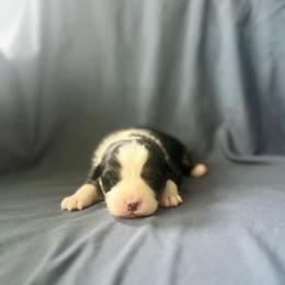 Girl 1 - Black tri-color female Australian Shepherd puppy in Kentland, Indiana from Pine Grove Aussies