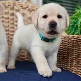 Teal - Yellow female Labrador Retriever puppy in Conroe, Texas from Pride Rock Labradors