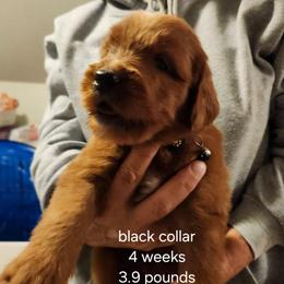 Black collar - Red male Bernedoodle puppy in Fairmount, Indiana from Capens' Doodles,Poodles and Poo's