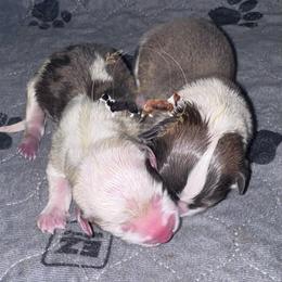 Taroz - Sable male Pembroke Welsh Corgi puppy in Casper, Wyoming from Flying Note Shorties