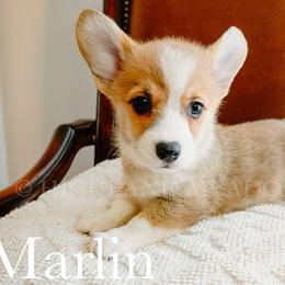 Marlin - Red male Pembroke Welsh Corgi puppy in Bend, Oregon from Highland Meadow Corgis