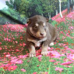 Alaskan Malamute Puppies from New River Valley Malamutes