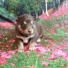 Alaskan Malamute Puppies from New River Valley Malamutes