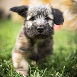 Border Collie and Skye Terrier Puppies from Skyward Farms
