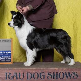 Tweedle - Border Collie