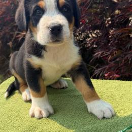 Green Boy - Black, white and red male Greater Swiss Mountain Dog puppy in Oregon City, Oregon from Runamuck's Greater Swiss Mountain Dogs