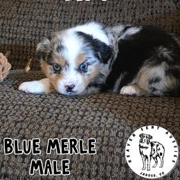 Finn - Blue merle male Miniature Australian Shepherd puppy in Jaroso, Colorado from Heaven Sent Aussies