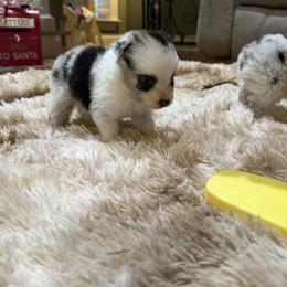Jasper-blue eyed - Blue merle male Miniature Australian Shepherd puppy in Signal Mountain, Tennessee from D & D Miniature and Toy Australian Sheppards