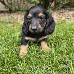 Joe - Black and cream male Dachshund puppy in Grand Junction, Colorado from Mercedes Canetti-Lara