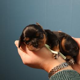 Patrick - Black and tan male Cavalier King Charles Spaniel puppy in Payette, Idaho from Stonewick Retrievers
