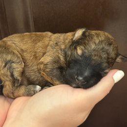 Chipotle - Sable female Poodle puppy in Haines City, Florida from Noelle Poodles