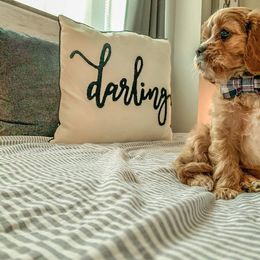 Cavapoo Puppies from Jessie's Puppies