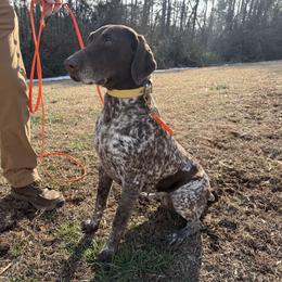 Heifer - Liver roan female German Shorthaired Pointer puppy in Six Mile, South Carolina from The Proper Pointer Co.