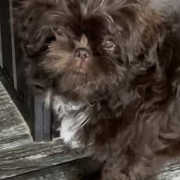 Shih Tzu Puppies from Sweet on Tzu