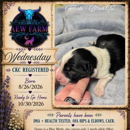 Wednesday - Black & white female Australian Shepherd puppy in Citra, Florida from AEW Farm