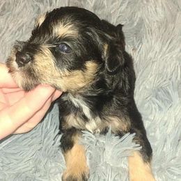 Brutus - Black and silver male Miniature Schnauzer puppy in Graham, Washington from Kristy's French Bulldogs & Mini Schnauzers