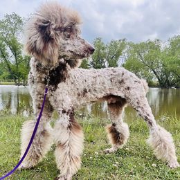 Marty - Poodle
